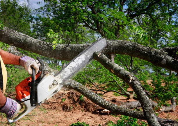 Best Professional Tree Care  in USA